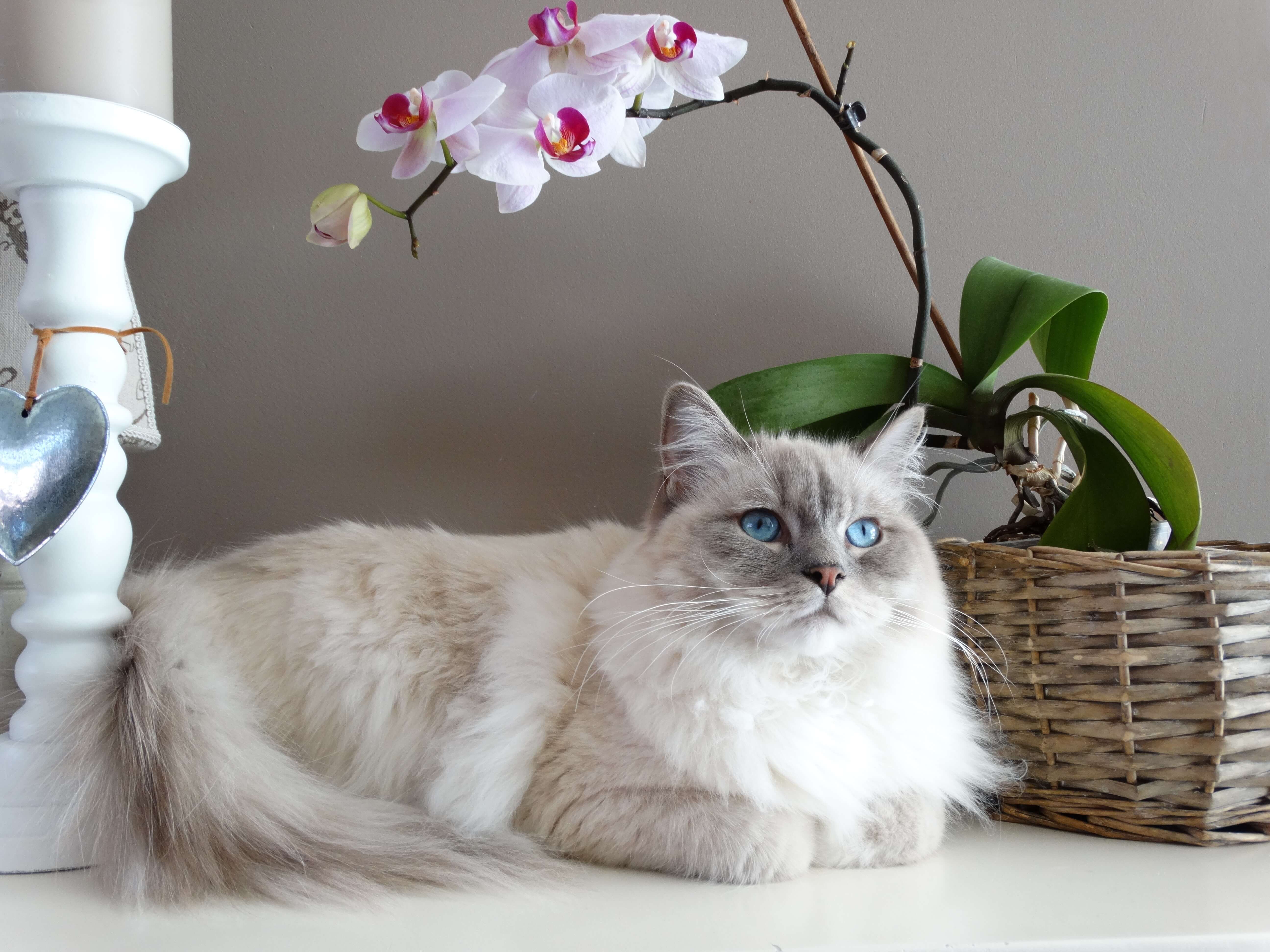 Animalerie